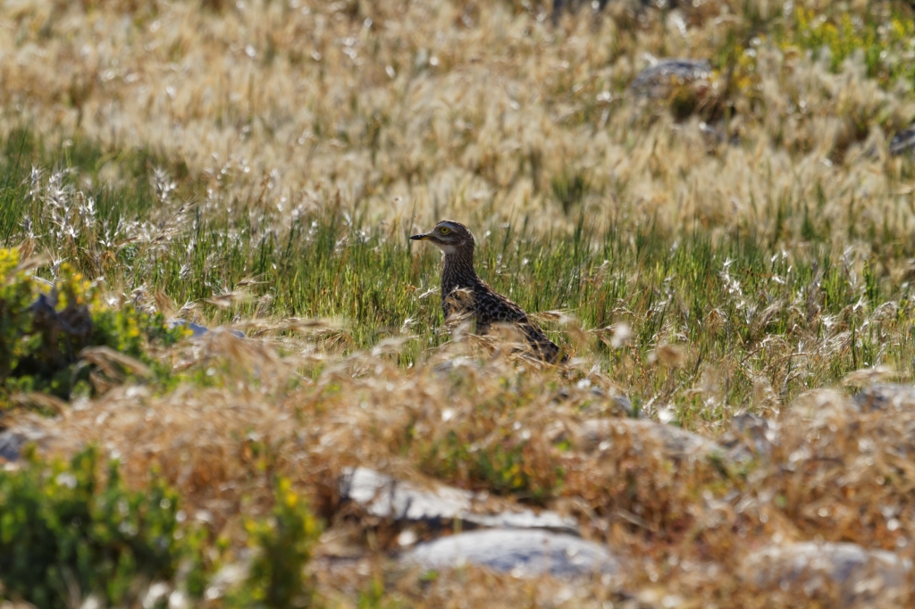 00 - Le Cap (14)-Oedicneme.jpg